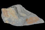 Ordovician Soft-Bodied Fossil (Duslia?) - Morocco #80276-2